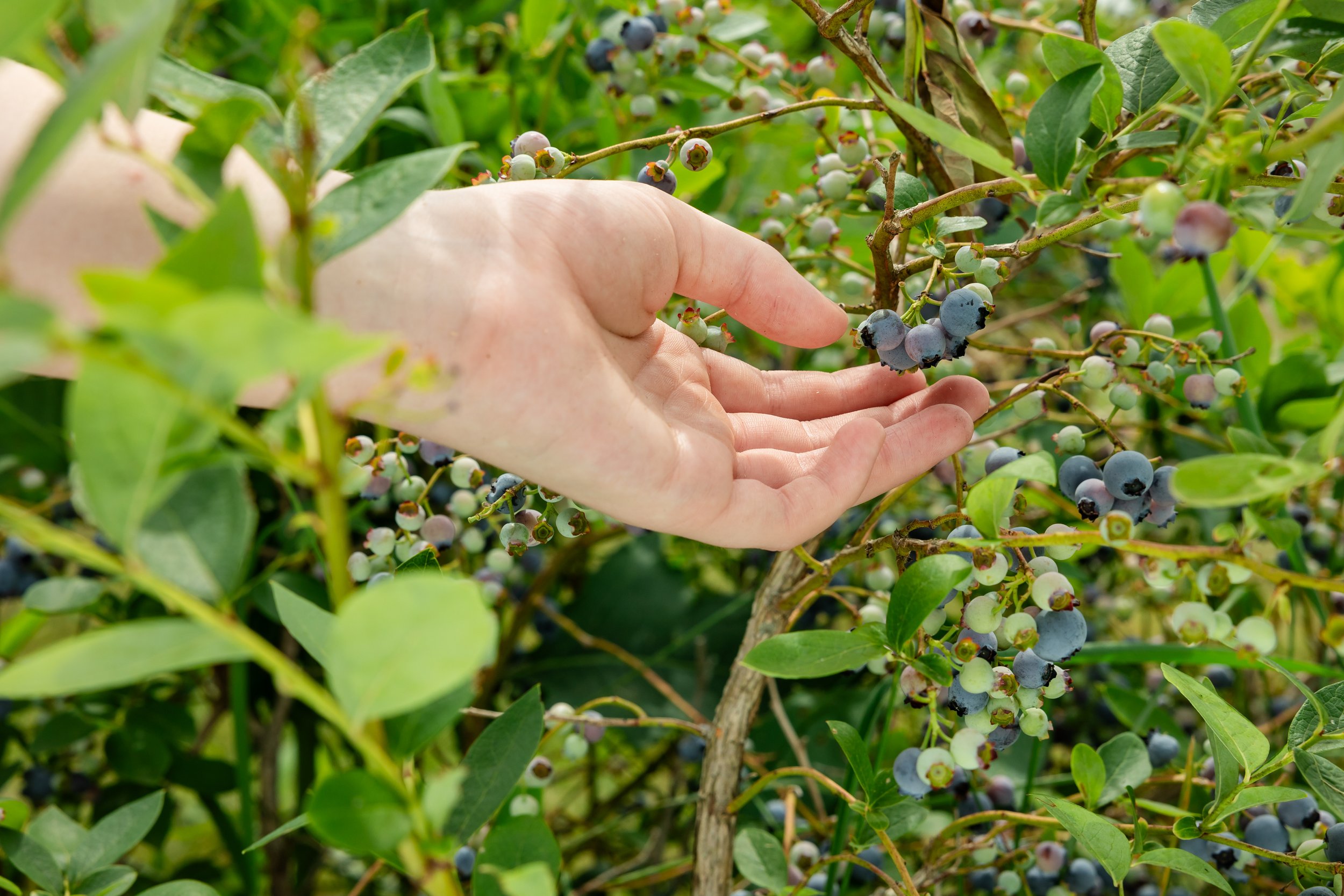 Blueberry Fest 2025
