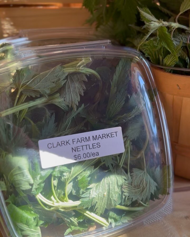 ATTN: we have nettles from @clarkfarmcarlisle !! Get them while they&rsquo;re in season 🌱